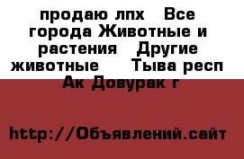 продаю лпх - Все города Животные и растения » Другие животные   . Тыва респ.,Ак-Довурак г.